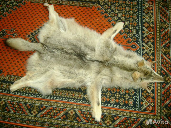 Шкура волка