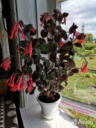 Комнатные растения