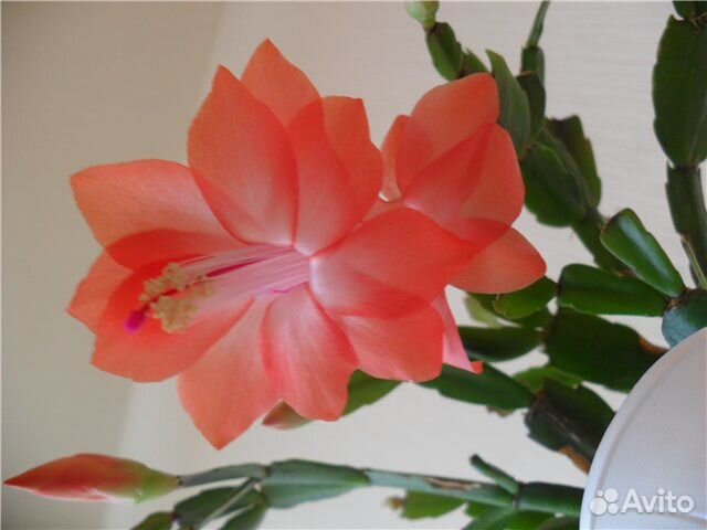 Сортовые декабристы