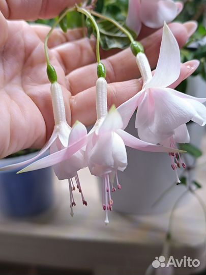 Фуксия сортовая