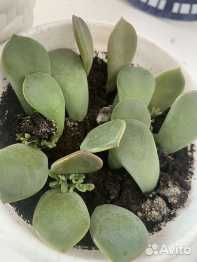 Кактусы и суккуленты