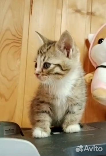 Котёнок