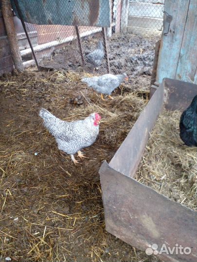 Молодые петушки