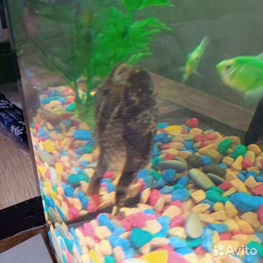 Аквариум с рыбками