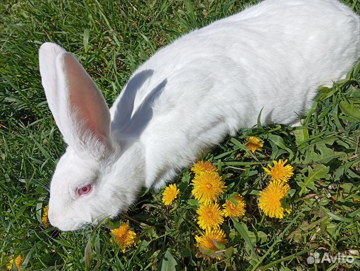 Крольчиха беременная, крольчата белый панон