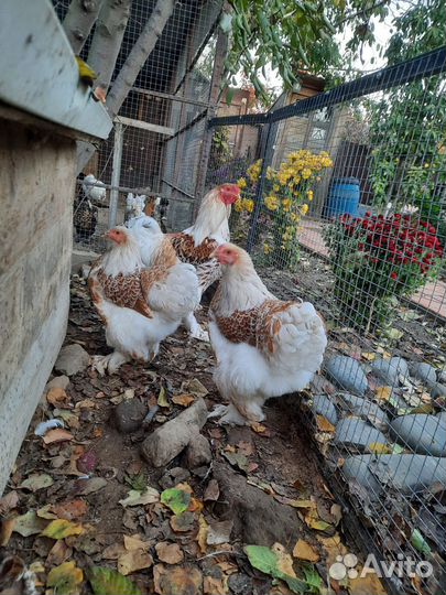 Инкубационное яйцо