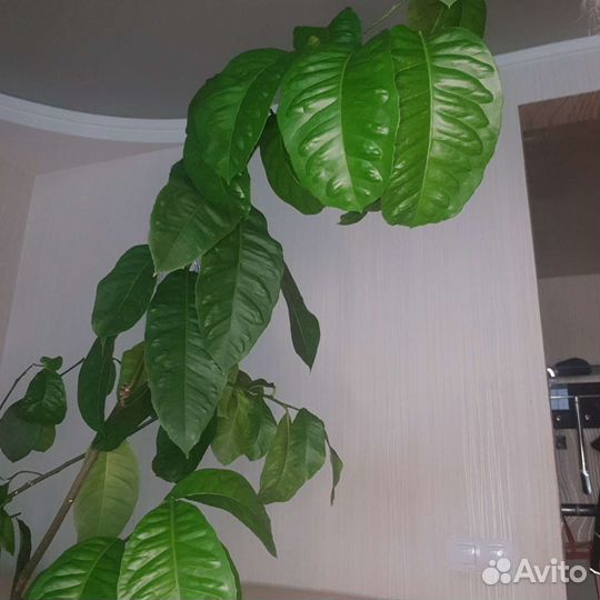 Лимон Павловский