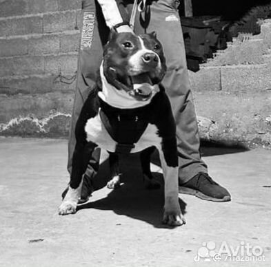 Стаффордширский терьер