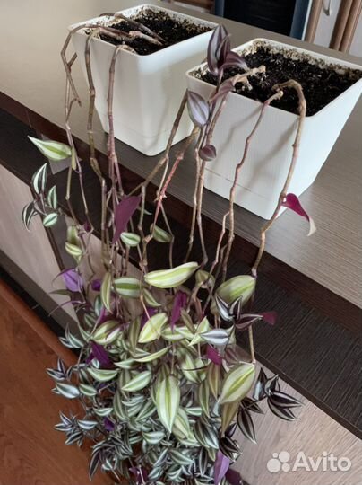 Цветок традесканция зебрина