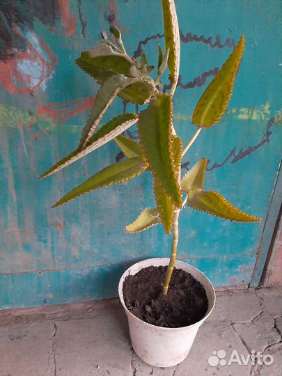 Каланхоэ лечебное