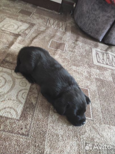 Щенки лабрадора