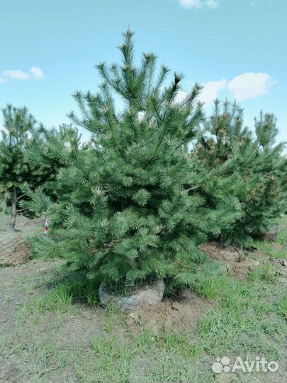 Норвежская сосна