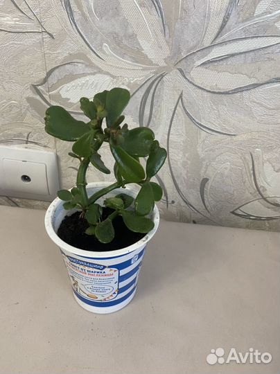 Комнатные цветы бесплатно