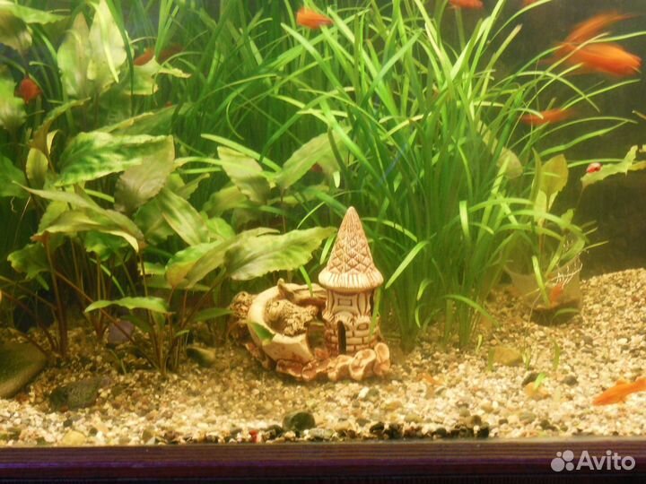 Растения улитки Дафния