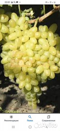 Саженцы винограда