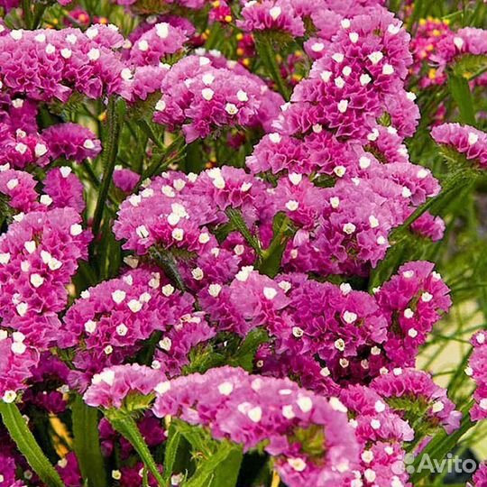 Лобелии, хризантема мультифлора