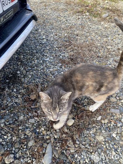 Кошки бесплатно