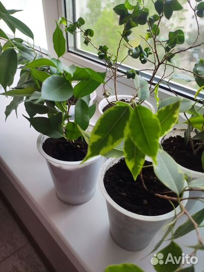 Фикус отростки