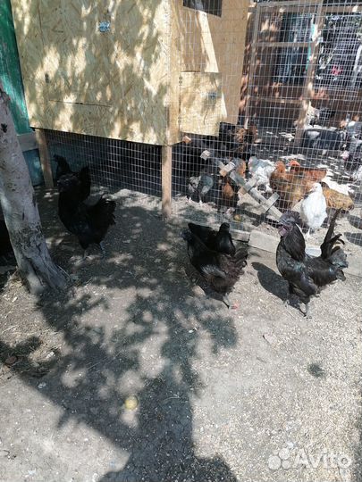 Молодые петухи породные и курочки