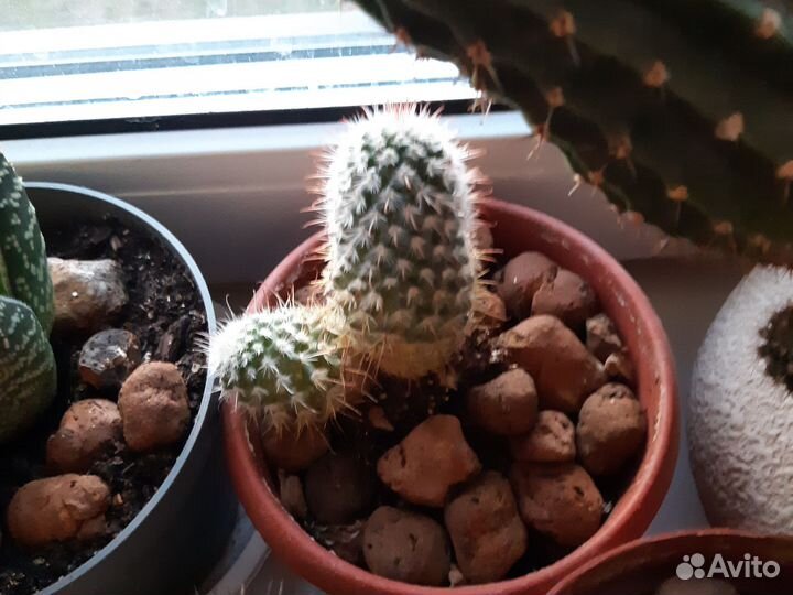 Кактусы и суккуленты