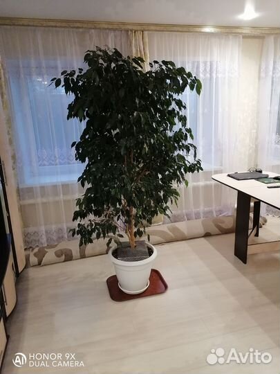 Фикус бенджамина