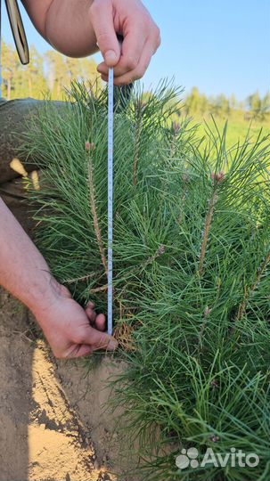 Сеянцы ели европейской окс от производителя