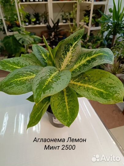 Аглаонема Микс