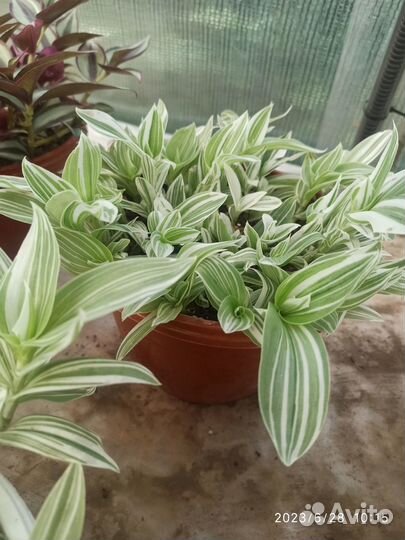 Традесканция зебрина