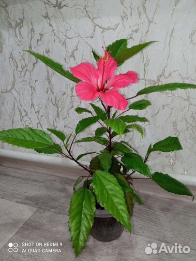 Комнатные цветы