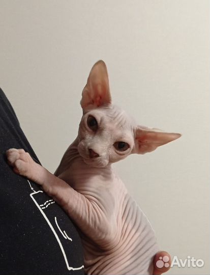 Донской сфинкс котята