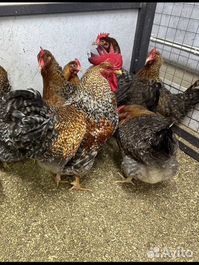 Инкубационное яйцо Билефельдер,Леггорн