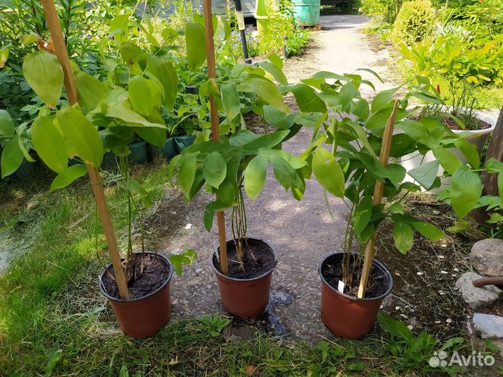 Увулярия и Амсония