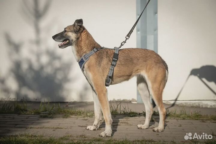 Собака девочка 5 лет