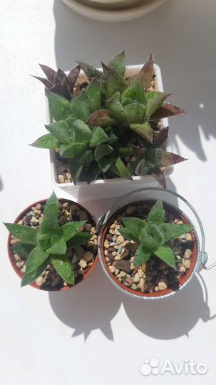 Суккуленты