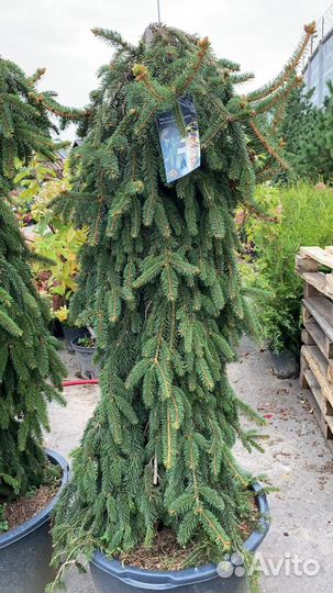 Ель обыкновенная Инверса 