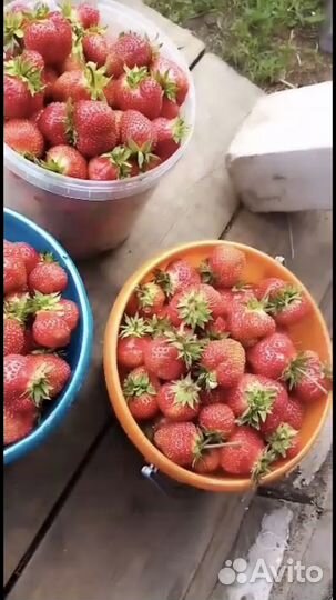 Саженцы клубники, малины, смородины, жимолости