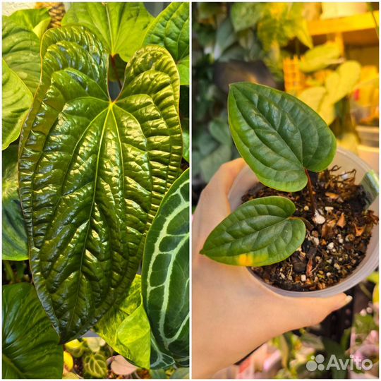 Комнатные растения