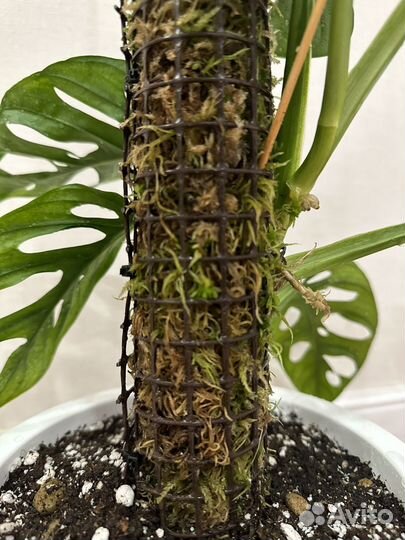 Тотем для растений из мха