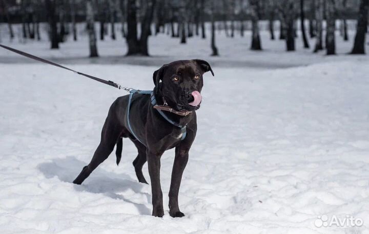 Персей готов стать лучшим другом