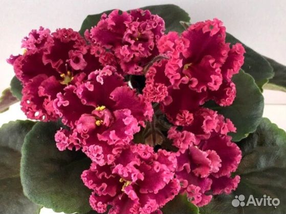 Детки и укорененные листики сортовых фиалок