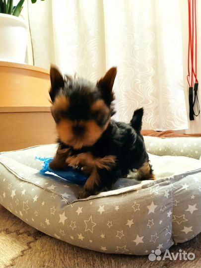 Йоркширский терьер мини беби фейс щенки