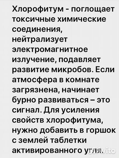 Хлорофитум