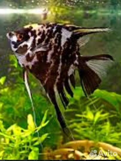 Рыбки скалярии