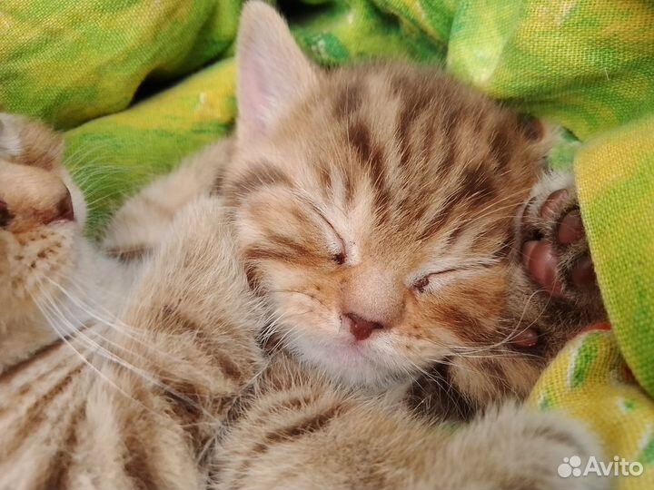 Шотландские котята