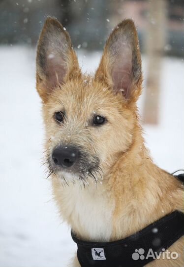 Собака ищет дом