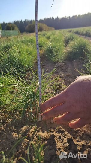 Сеянцы сосны обыкновенной окс