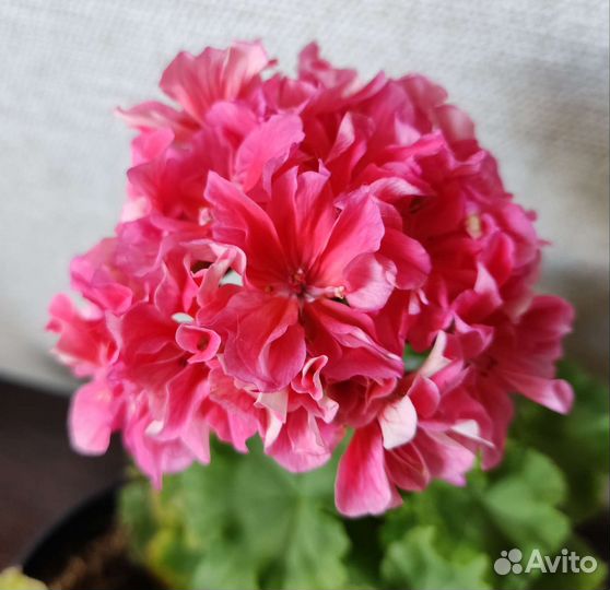 Пеларгония 