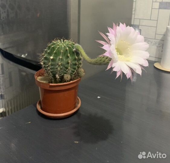 Кактус