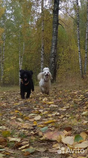 Щенки карликового пуделя