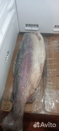 Рыба красная копчёная.форель х/к натуральная
